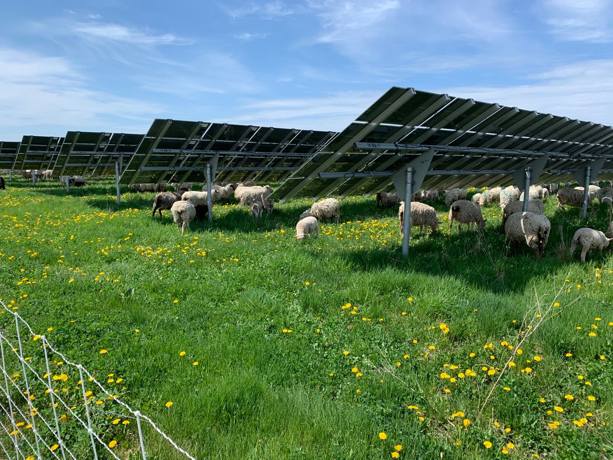 Contrary to what you may have heard, solar sites can be fully returned to bare land, and contracts require it. Panels and pieces are recycled. Solar companies want vibrant, alive growth below the panels and are very supportive of grazing. They have sustainability goals, too