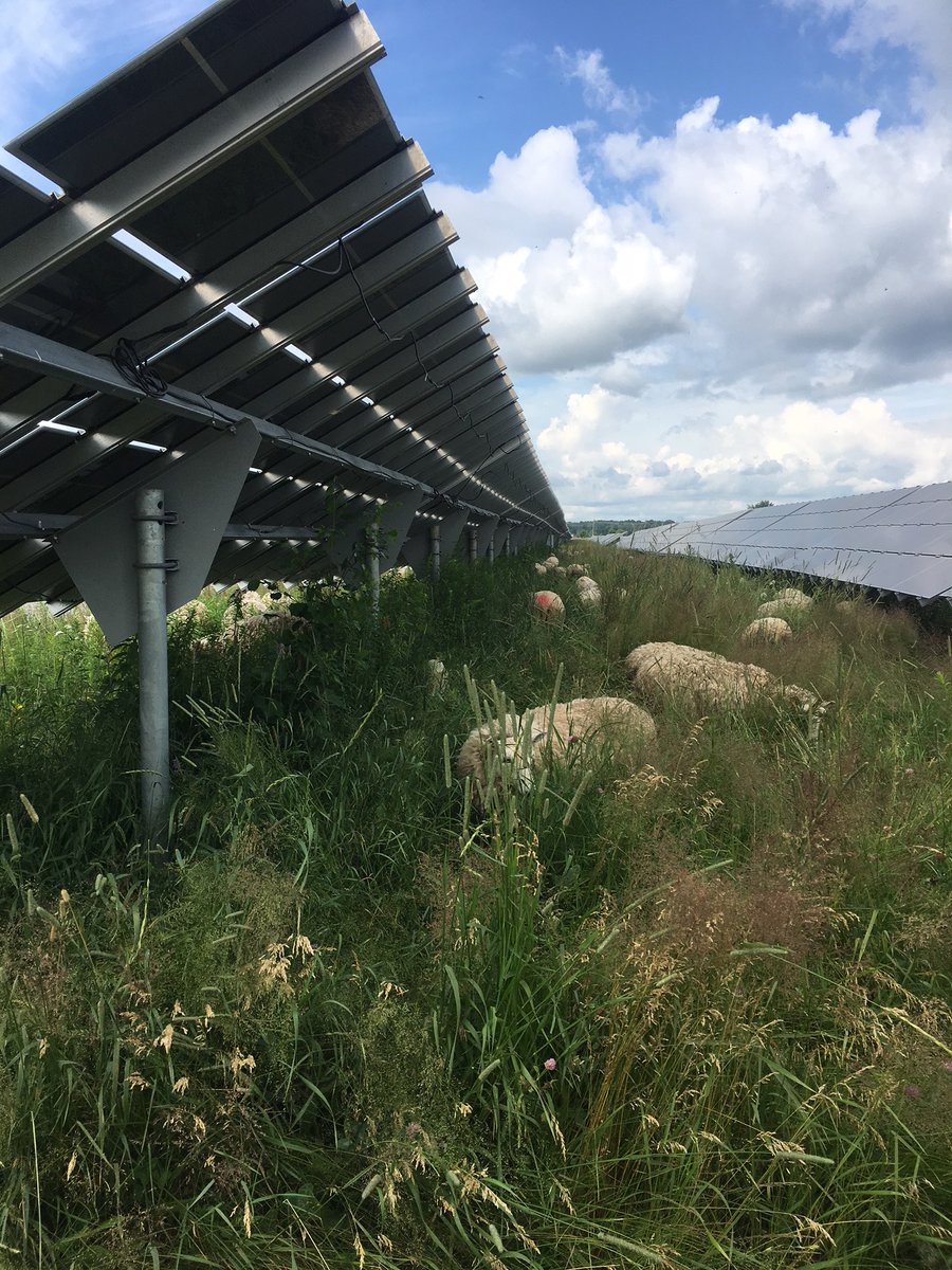 Grass can grow BETTER on solar sites, especially in drought. We have expanded our flock without taking on expensive land. We have diversified our farm income. This land is being well cared for, and its biodiversity would put many annually cropped fields to shame 5/many