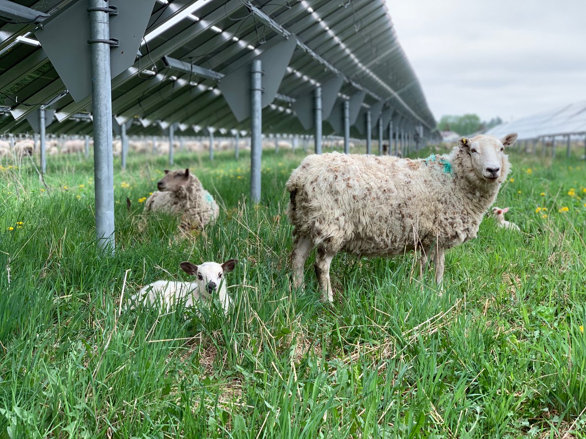 Solar grazing is a win-win-win — for farmers, for solar companies, for the environment (on many levels). That means our society wins. Our customers win. This is an exciting opportunity for sheep farmers, land owners, and solar companies. Follow  @SolarGrazing for more! 6/6 FIN.