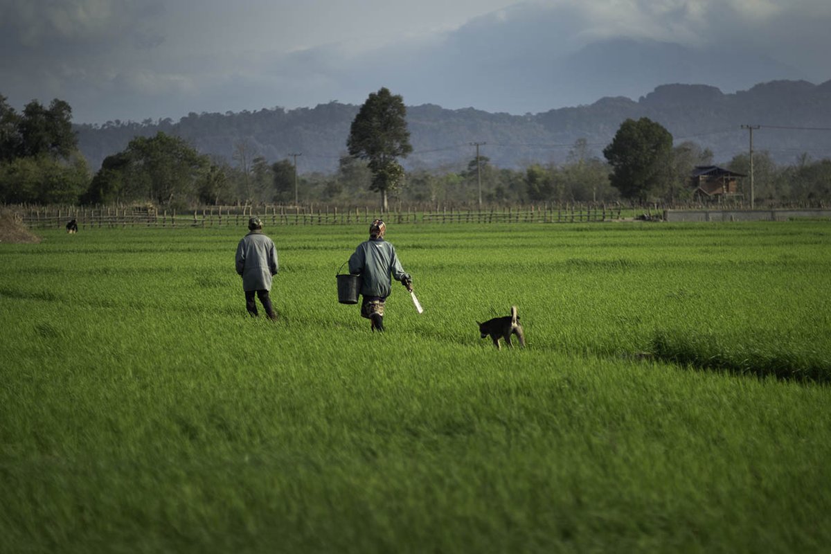  The unexploded bombs that litter Laos are still claiming lives today, almost half a century after the war ended.The paddy fields of Ban Kayou were seeded with the deadly legacy of the war before MAG arrived in the village.