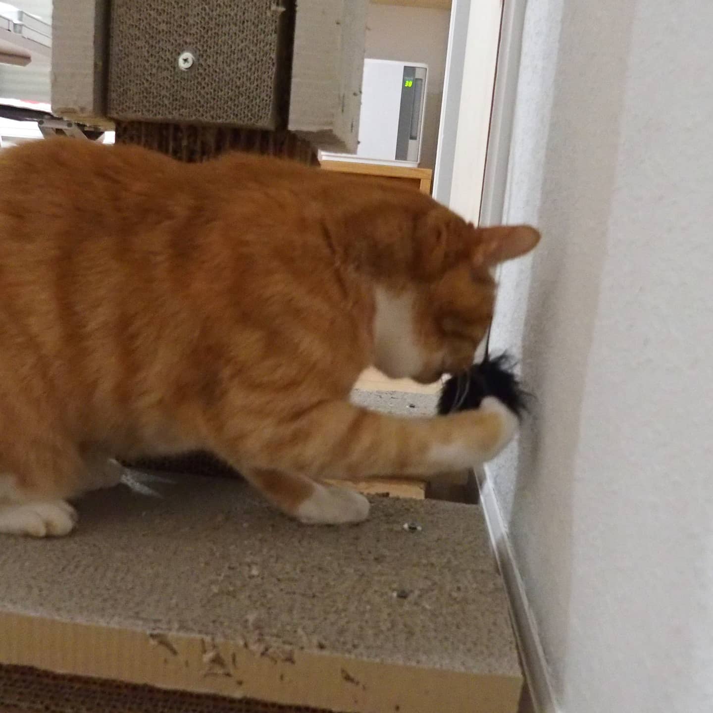 猫の家® (@nekonoie2) / X