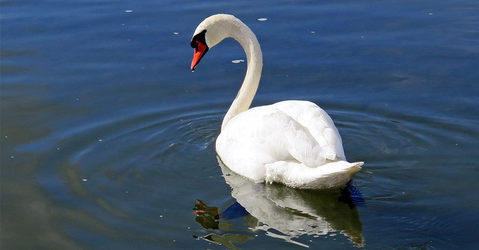 We're urging people to stay away from sick or dead birds after two swans in the Falmouth area were found to have bird flu. 

More on this ➡️ bit.ly/3t9Ydes