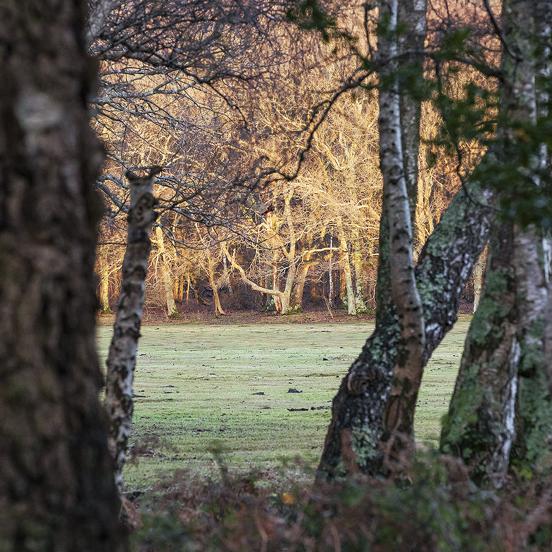 EngNewForest's tweet photo. We know many of you are not able to visit us at the moment &amp; we thank you for following the government guidelines &amp; helping to keep us all safe. 

We’re still working hard to protect &amp; maintain the #NewForest during #lockdown.

#StaySafe #BeKindOutside 🌳🌲

📷 Nick Whittle https://t.co/E3GsMbBLwH