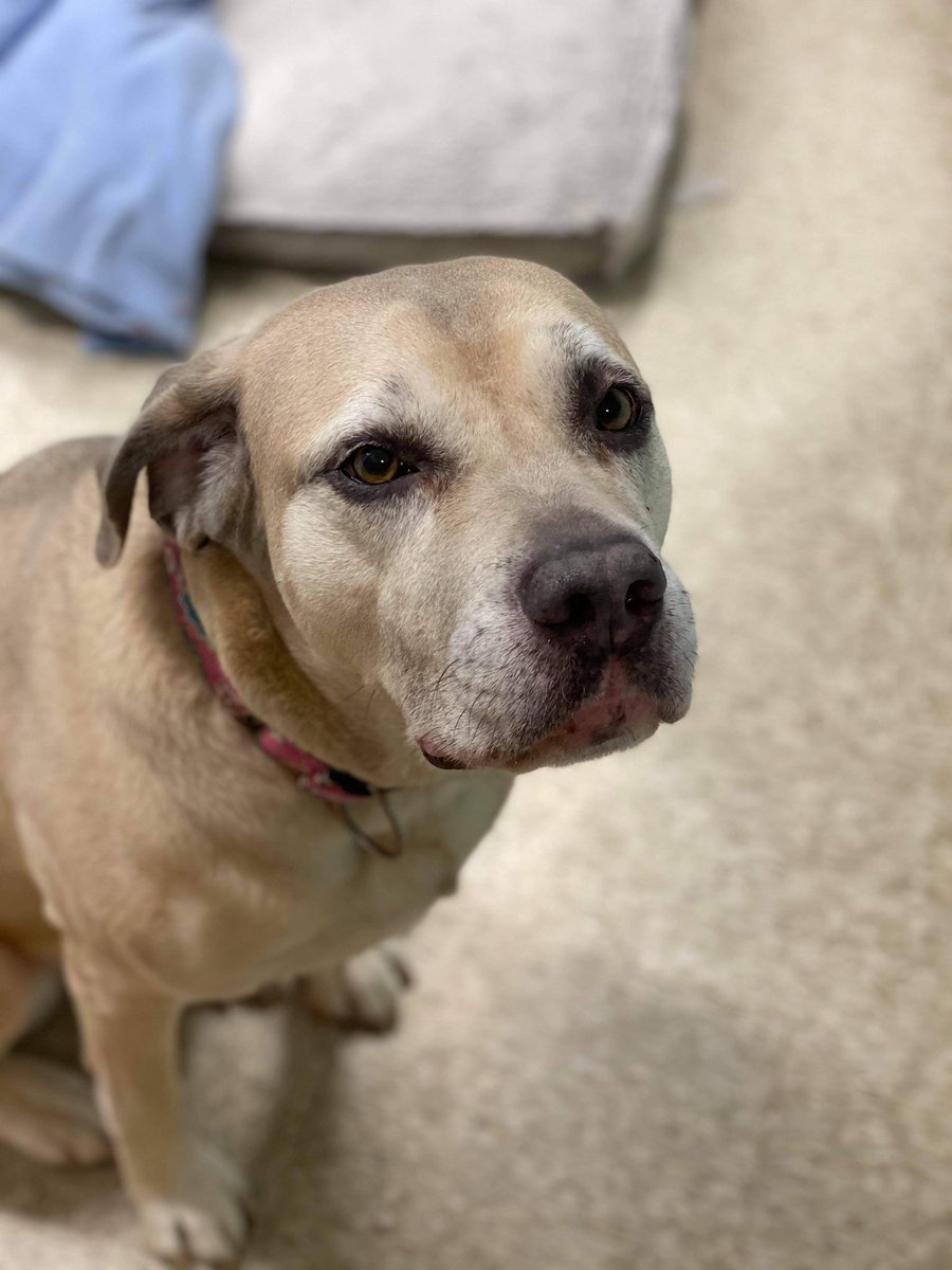 adopt_sunny's tweet image. RT to help me find sunnier days ahead ☀️Sunny is a 6 year old Cane Corso looking for her forever home! She would prefer a quiet adult only home, as the only pet. Town of Brookhaven Animal Shelter, Yaphank NY 631 451-6950 @humorandanimals #AdoptDontShop @mydogiscutest
