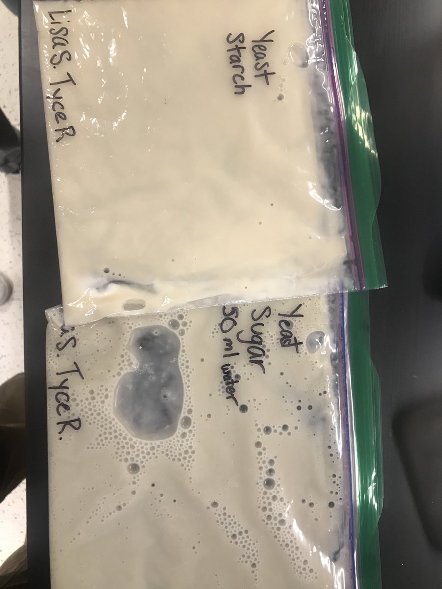 #1DCCS #BIOLOGY Biology students measuring the rate of photosynthesis in yeast cells given different food sources such as sugar, starch, and cellulose.