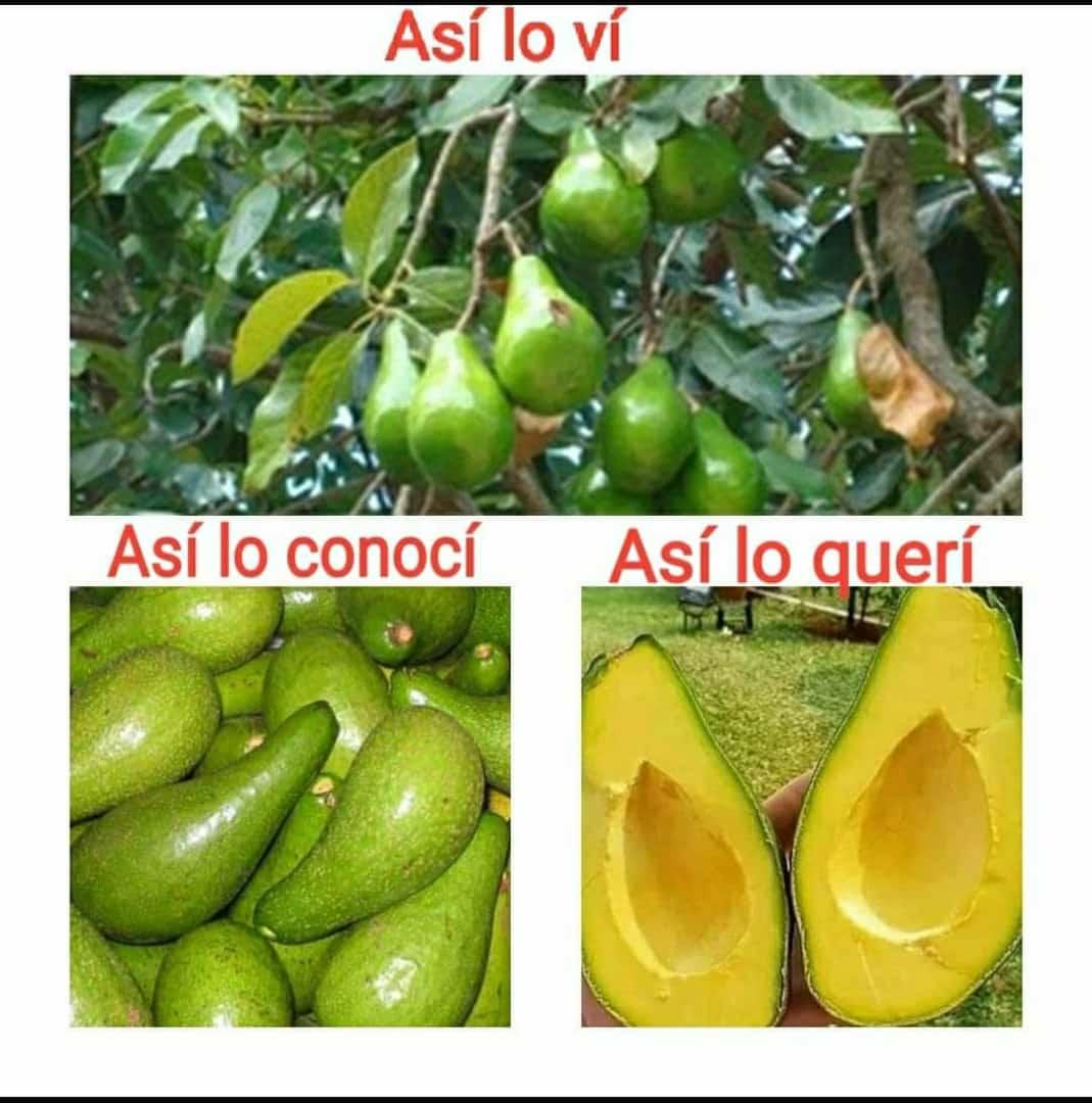 yermanse's tweet image. 100% Chucureño...🥑🇨🇴