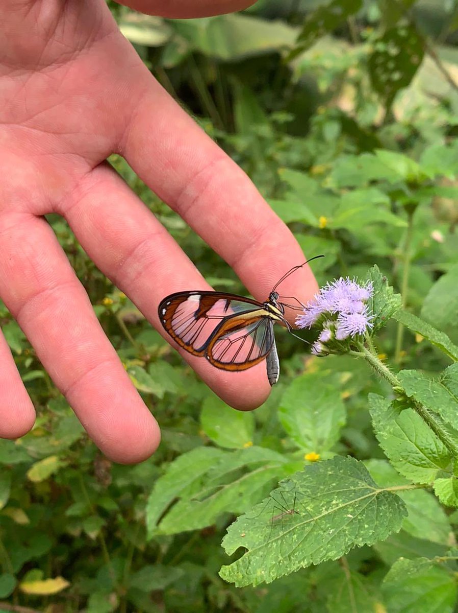 THREADMy brother lives in Costa Rica & I’m in yet another London lockdown (haven’t seen him for 2+ years now). He keeps sending me pics from his day-to-day life & I respond with pics of mine. Not much difference really, is there? Happy Friday! Hope these make you smile!