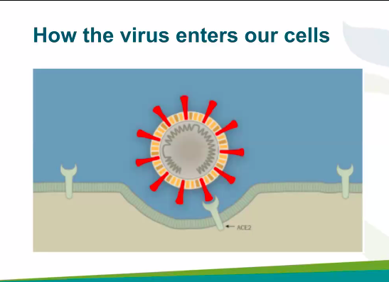 More  #Science. The proteins (spikes) on the virus are keys that attach themselves to receptors like the ones in your nose. So for goodness sake  #WearAMask  