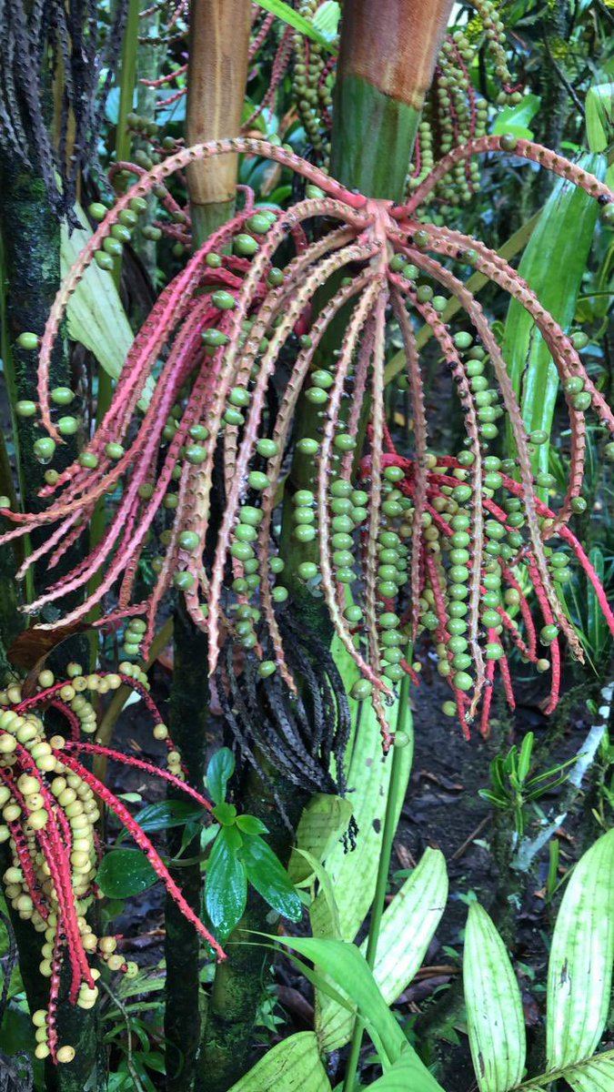 THREADMy brother lives in Costa Rica & I’m in yet another London lockdown (haven’t seen him for 2+ years now). He keeps sending me pics from his day-to-day life & I respond with pics of mine. Not much difference really, is there? Happy Friday! Hope these make you smile!