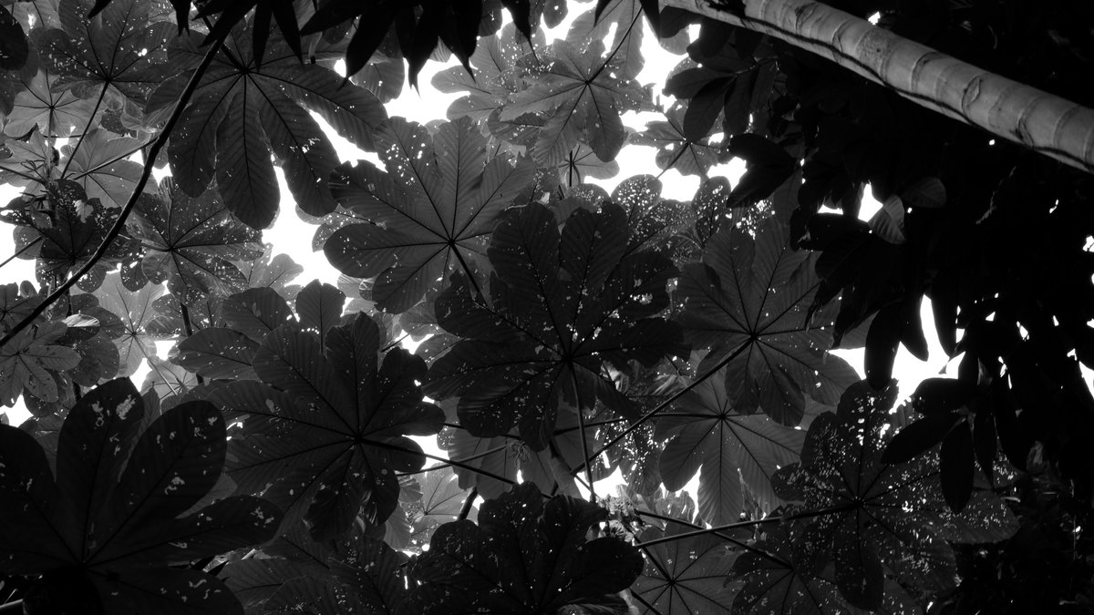 A question from Instagram: What is my favorite plant at TRACE? Yagrumo𝘊𝘦𝘤𝘳𝘰𝘱𝘪𝘢 𝘴𝘤𝘩𝘳𝘦𝘣𝘦𝘳𝘪𝘢𝘯𝘢