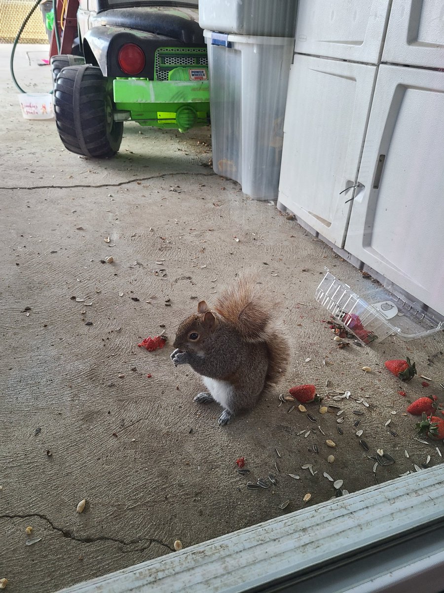 ErinGH614's tweet photo. Looks like someone loves strawberries!! #SquirrelScrolling #squirrelfood #squirrelsnacks #ilovesquirrels #squirrel https://t.co/J8luhFjIHA