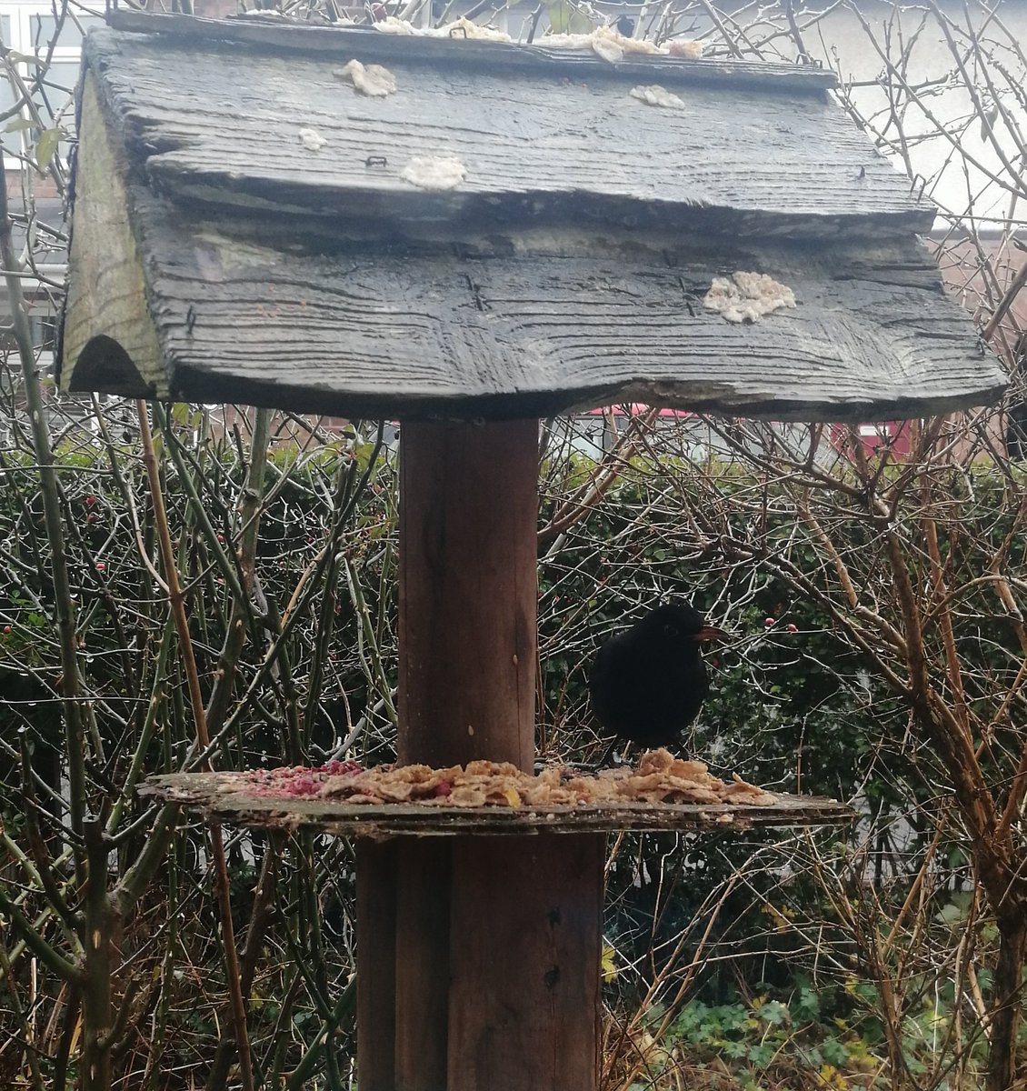 VictoriaParkBHG's tweet photo. Follow @HesitantWeasel so he can answer your birding questions tomorrow at 8.00am for an hour to help your @Natures_Voice RSPB #BigGardenBirdWatch2021
#MICHBIRDSOFHOPE
@HaltonMore @TheStudioWidnes @WEcic_
And access his lockdown guide to birding here๐
https://t.co/cynbtHI8r7 https://t.co/w93GAjwoAr