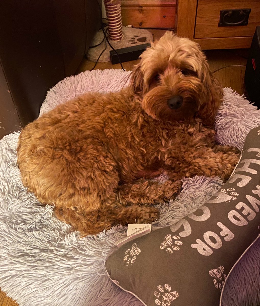 RMSVisualArts's tweet photo. @RMSforGirls #petsofRMS Betty the cockapoo and Charlie Cat https://t.co/TrUE8Th6KN