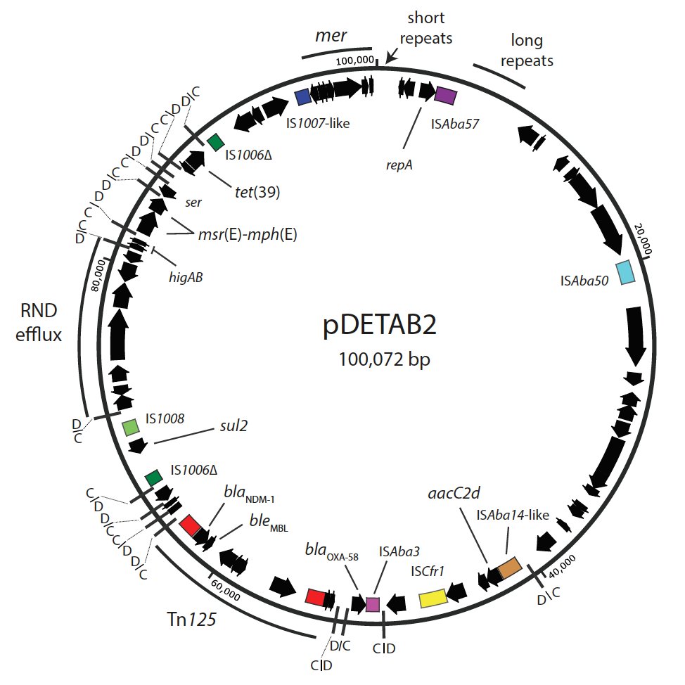 4/14 A hybrid genome assembly yielded the 100,072 bp plasmid pDETAB2. It contains the carbapenamase genes plus genes conferring resistance to aminoglycosides, tetracycline, sulphonamides and macrolides. Most interestingly, there are 16 pdif sites in pDETAB2.