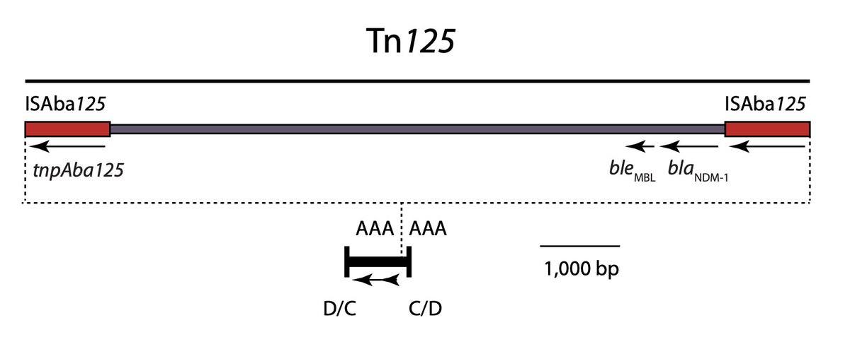 6/14 ll of the resistance genes in pDETAB2 are inside dif modules. Even the NDM-1 gene is in a complete Tn125 that’s inserted into a tiny dif module containing putative toxin-antitoxin genes.