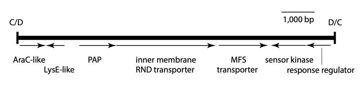 7/14 dif modules don’t just carry resistance genes! An interesting one in pDETAB2 appears to encode a novel RND efflux pump - we were very lucky to have  @JessicaMABlair run an expert eye over it for us to confirm!