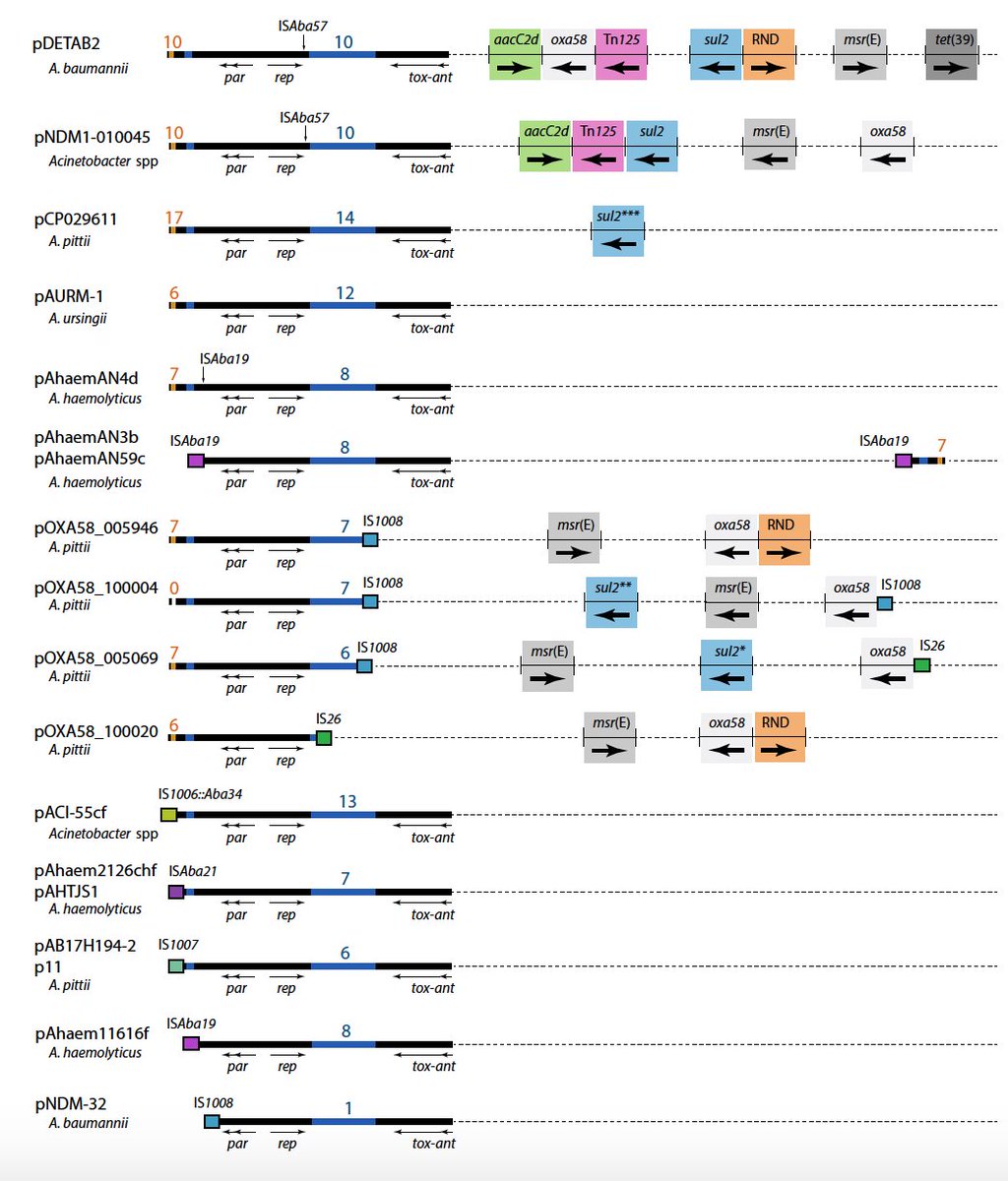 10/14 Apart from that region, these plasmids are mostly made of dif modules. All sorts of dif modules, many encoding hypothetical proteins. Some are shared by plasmids from different species and environments, but even those appear in different combinations and orientations.