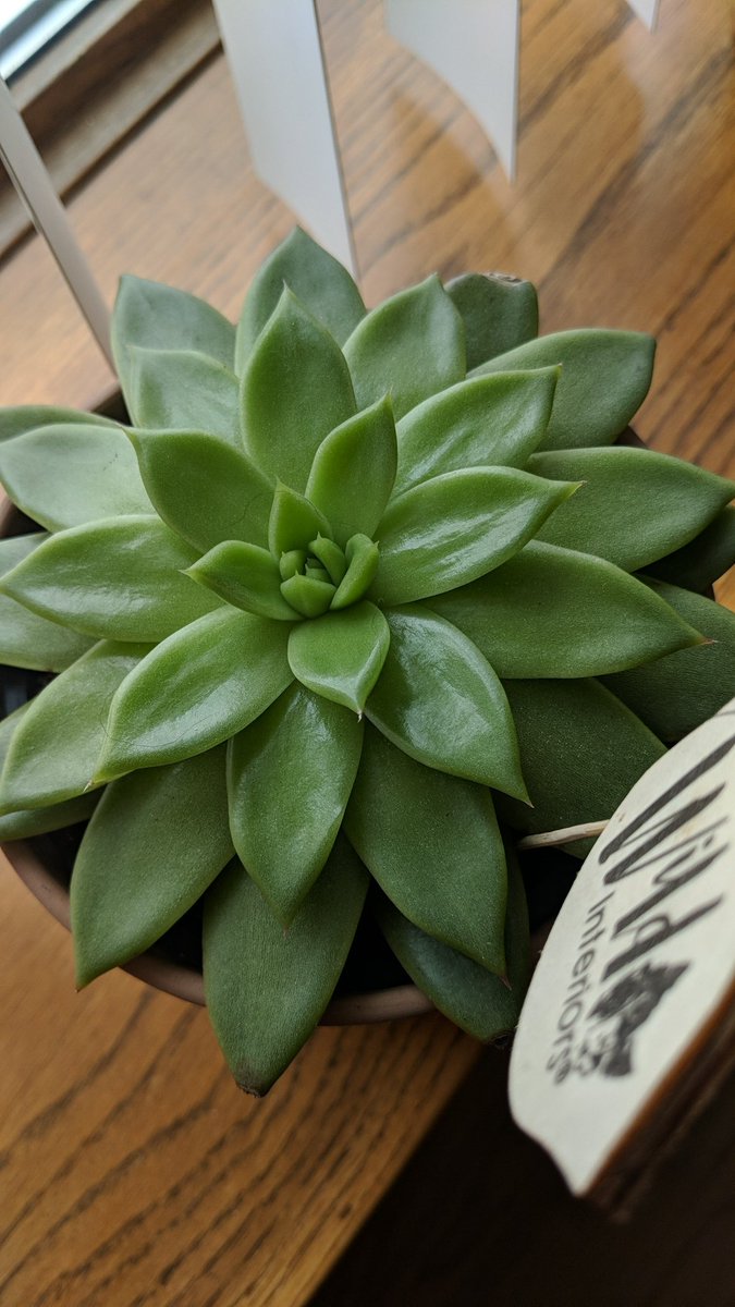 ExplainingTrav's tweet image. admin plant reveal

his name is roger