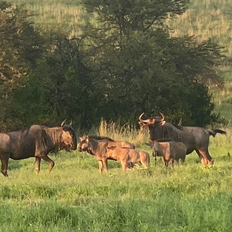 MahikengL's tweet photo. #ItIsSummer !! #Babies #AreEverywhere !!! #Family  #RightHere at Mahikeng Lodge - Magaliesburg, Gauteng, South Africa - #BookNow - https://t.co/0ZBSSX9wli - ask about our #MidWeekSpecials  
#SelfCatering - #GameDrives - #GameWalks - #BomaHire - #RoomsWithAView - #BestViews https://t.co/Cea2cC3WEs