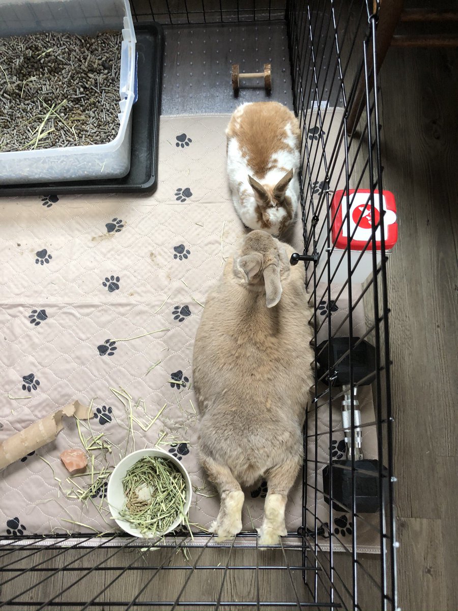 RabbitOliver's tweet image. Friday lounging 💞TGIF!!! 
Have a hoppy weekend furiends!
#OliverTheRabbit