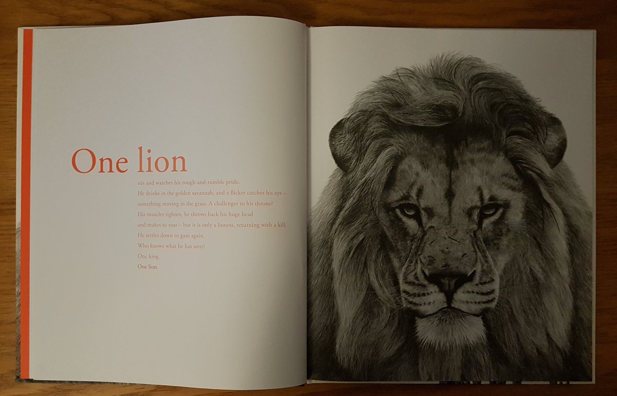 In exploring the  @KlausFluggePr I wanted to revisit those books that were shortlisted from the prize’s inaugural beginning (2016). First up is the striking collaboration between  @KatiaCotton (who wrote & edited the book) & Stephen Walton with Counting Lions (1/5)