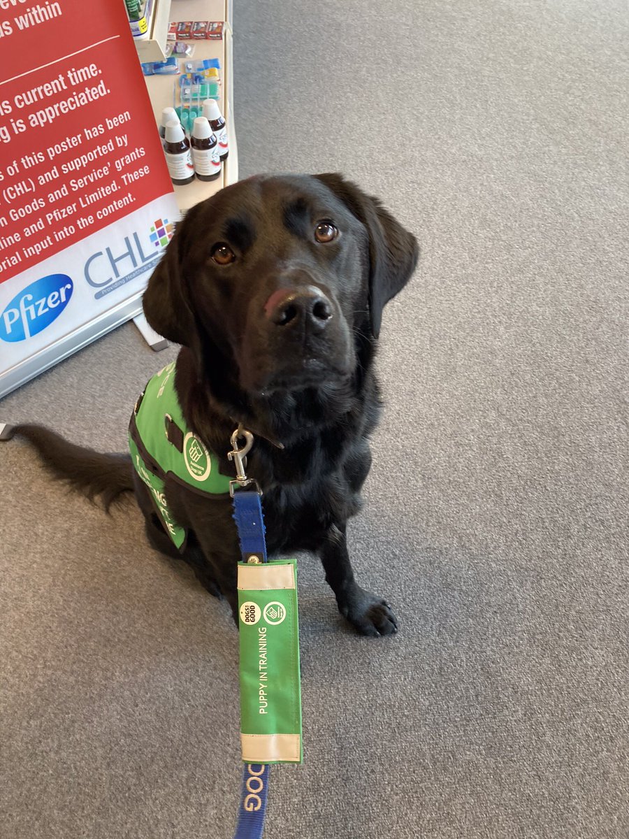 RaisedToAssist's tweet photo. I have passed my 6 week assessment at big school in #banbury today and am well on my way to becoming a pawsome #assitancedog for @DogsForGoodUK #Labrador #dogsoftwitter #dogswithjobs https://t.co/w95v6Gg1sb