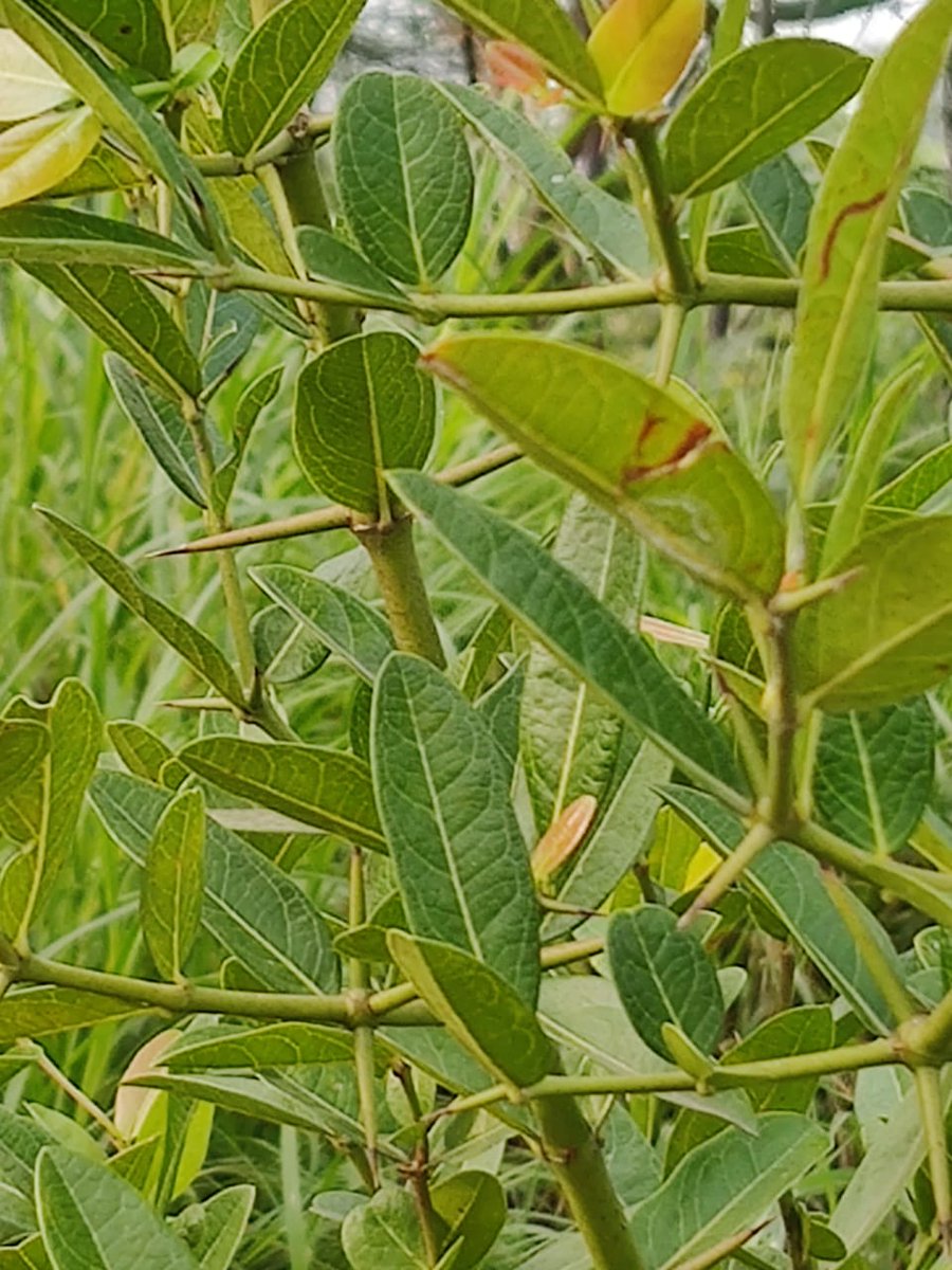 TRSivaram1's tweet photo. #biofencing
#farming
@vetryorg
களாக்காய் - உயிர்வேலியாக பயிரிடலாம் 💚💚 இதன்  கூரிய முட்கள் வேலியின் பணியை செய்வதோடு - வருமானமும் பல்வேறு உயிரினங்களின் வாழிடமாக இது இருக்கும்.
செலவும் குறையும்... பலனும் அதிகம்...! https://t.co/E5M8LkQcVf