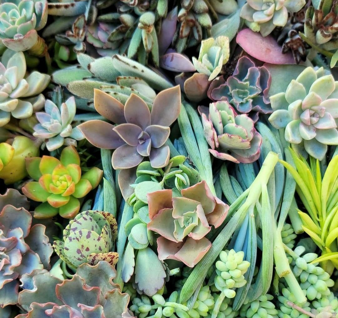 MikesSucculents's tweet photo. #succulentarrangement #succulentcollection #succulentlife #succulentplants #succulentobsessed #rgvlife #weslacotexas #missiontexas #atxstyle #succulentoftheday #succulentlover #plantnerd #succulentjunkie #succulentofinstagram #succulent_only #droughttolerant #tx #USA #succulents https://t.co/Yo3sdm8zZF