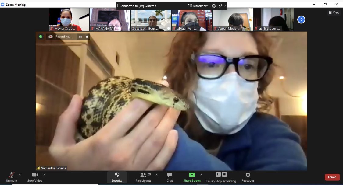 As we continue to work on our GT animal research project, this week we had the opportunity to meet Wilson🐍 and learn from the wonderful Ms. Wynn, who is a conservation biologist @CABRILLONPS . Thank you @Techieklassroom & @neprisapp for making this happen! 😊 @GiftedAAIrving