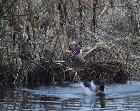 Keep it local but keep your eyes peeled on your exercise. Our project officer spotted this Mandarin whilst skiving this afternoon. Wildlife are therapeutic!