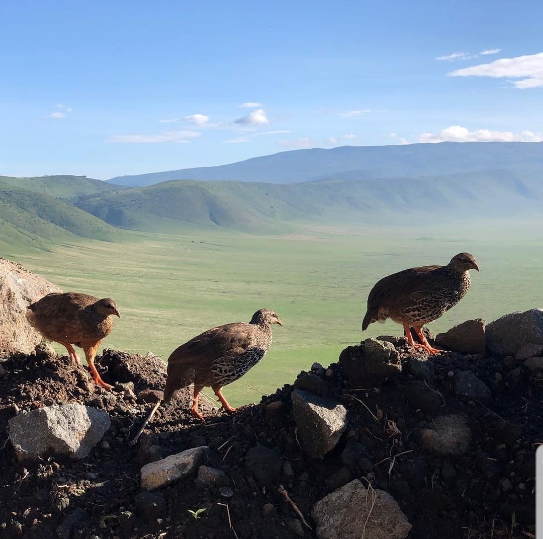 SciLynk's tweet image. Hildebrandt&apos;s spurfowl(Pternistis hildebrandti) is a species of bird commonly found in middle-eastern Africa
📷 @SandeshKadur
#SciLynk
#curiously_exploring_science
#science #biology #wildlife #wildlifephotography #nature #wild #india #indian #photooftheday #birds #africa #african
