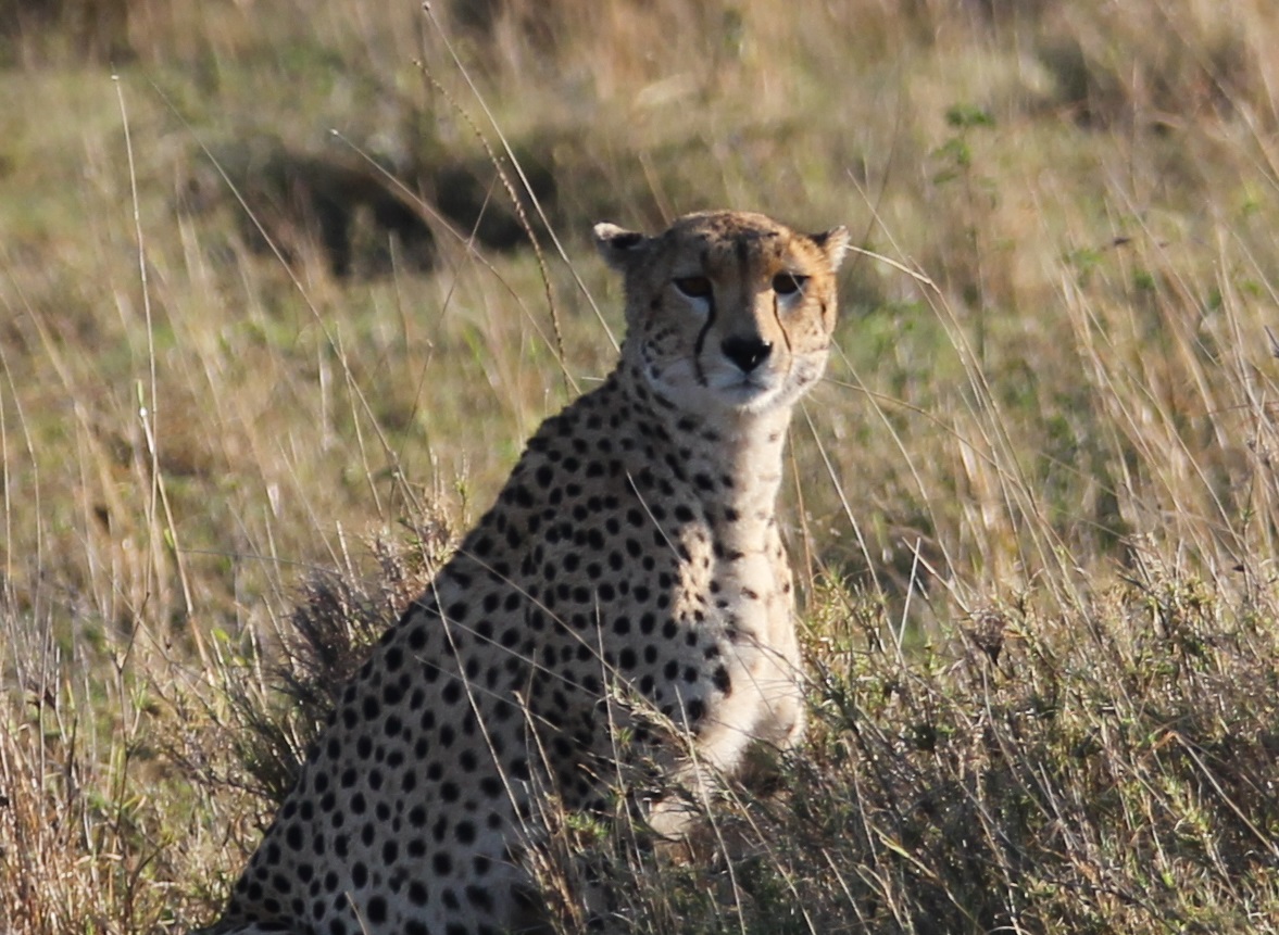 Cheetahs are not particularly social but the mothers still have to deal with cubs. Wendi had three very rambunctious cubs and spent a lot of time looking resigned.