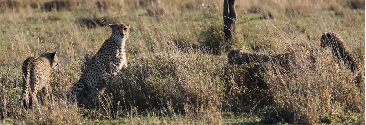 Cheetahs are not particularly social but the mothers still have to deal with cubs. Wendi had three very rambunctious cubs and spent a lot of time looking resigned.