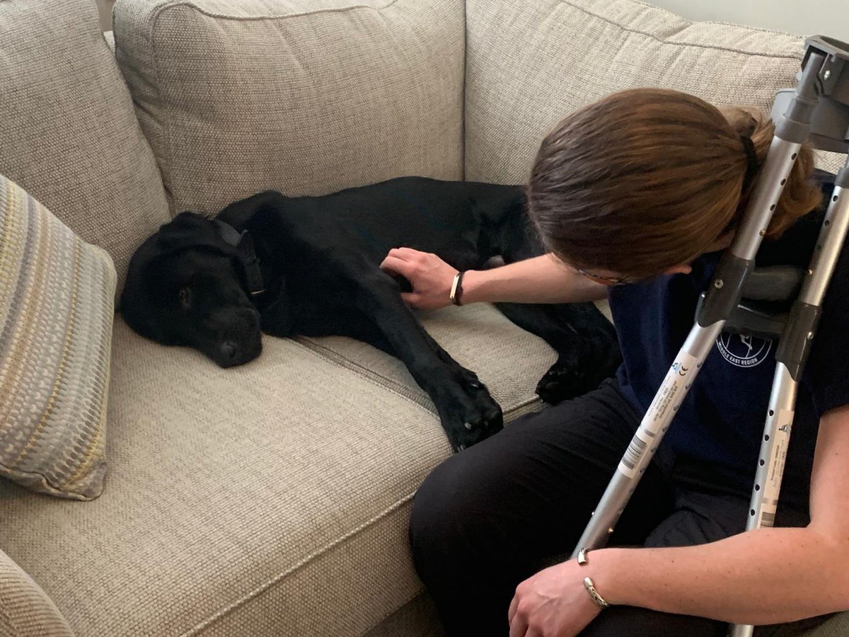 PD_DexterWBDOG's tweet image. Last WB visit of the week for PDDexter @MetTaskforce .With permission from his fabulous Boss , he went to see  @kazattacks who was knocked off her motorbike and has a fractured pelvis. A very brave girl who is a technician @Ldn_Ambulance .Looks like Dex felt right at home 🤣🐾🐾