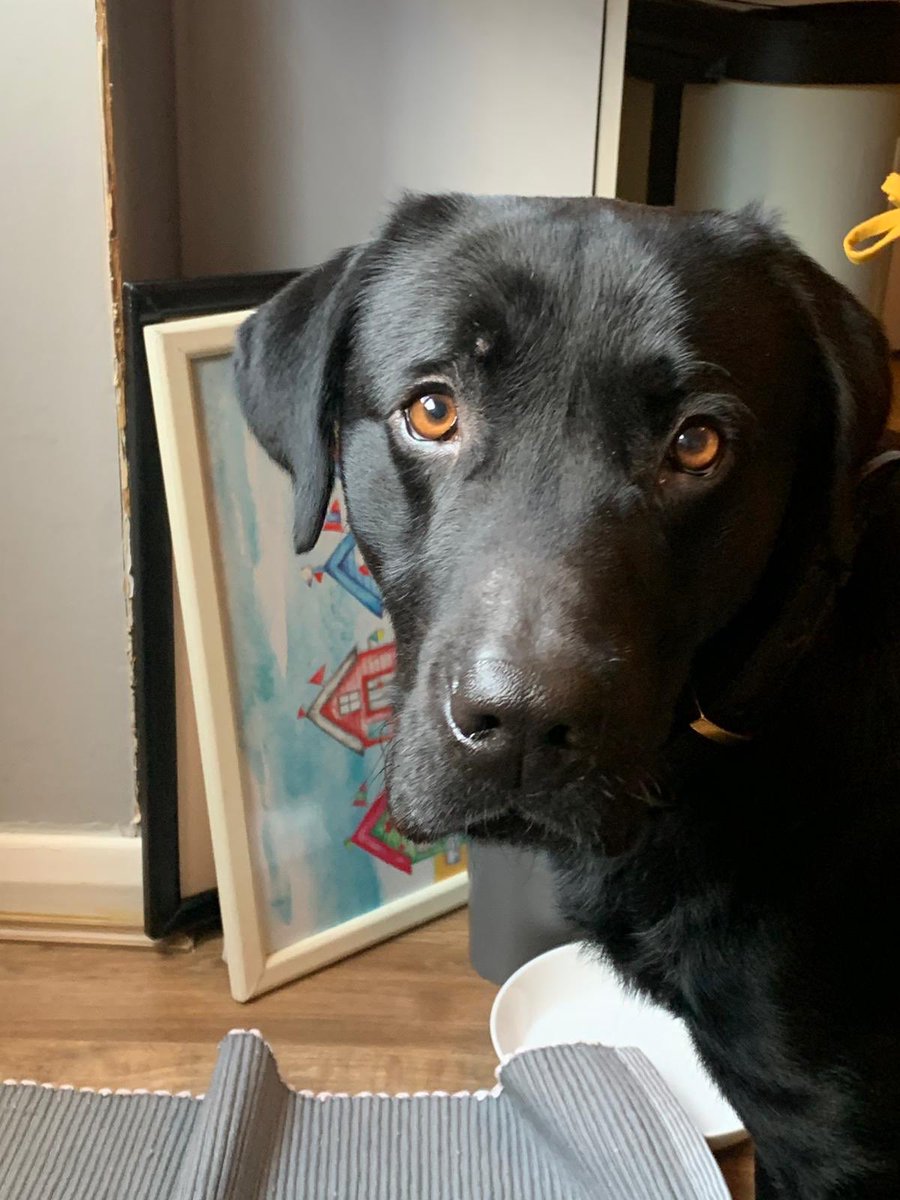 PD_DexterWBDOG's tweet image. Last WB visit of the week for PDDexter @MetTaskforce .With permission from his fabulous Boss , he went to see  @kazattacks who was knocked off her motorbike and has a fractured pelvis. A very brave girl who is a technician @Ldn_Ambulance .Looks like Dex felt right at home 🤣🐾🐾