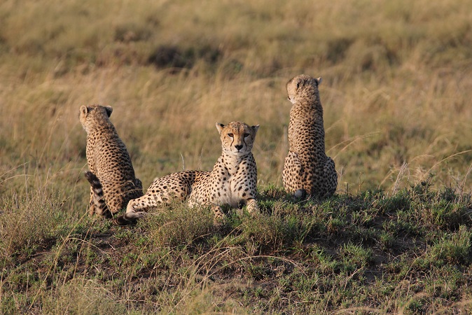 I spent 5 days with Wendi and her cubs, often felt there should be a thought bubble above her head that just said "Save me"