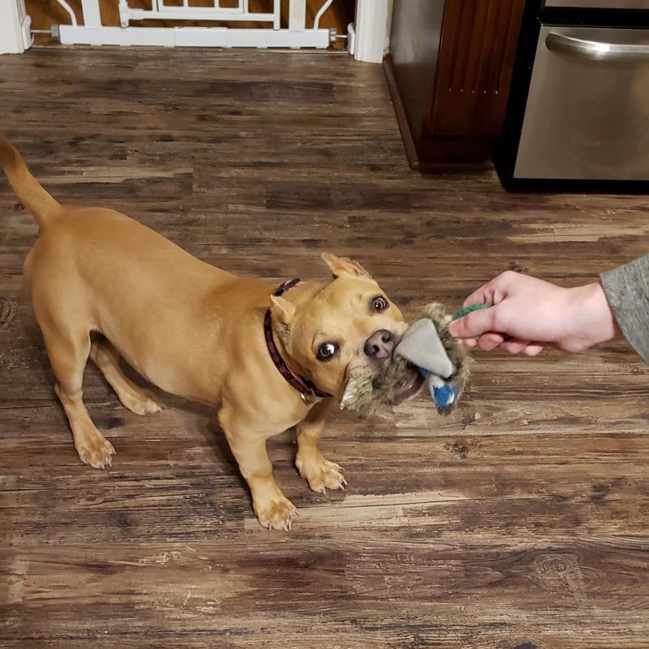 WeRateDogs tweet media