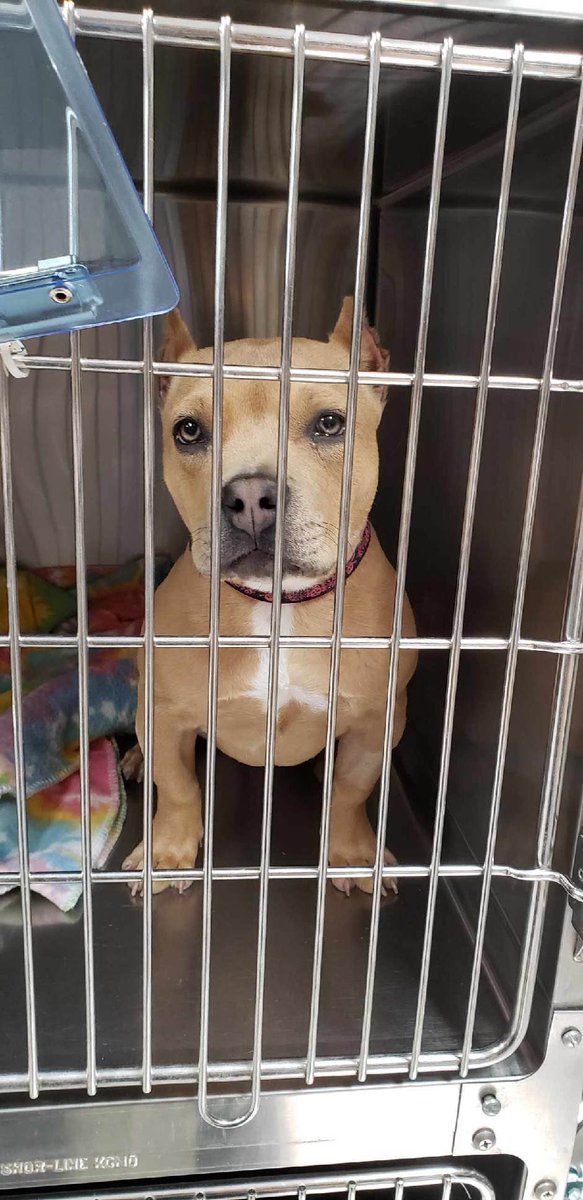 WeRateDogs tweet media