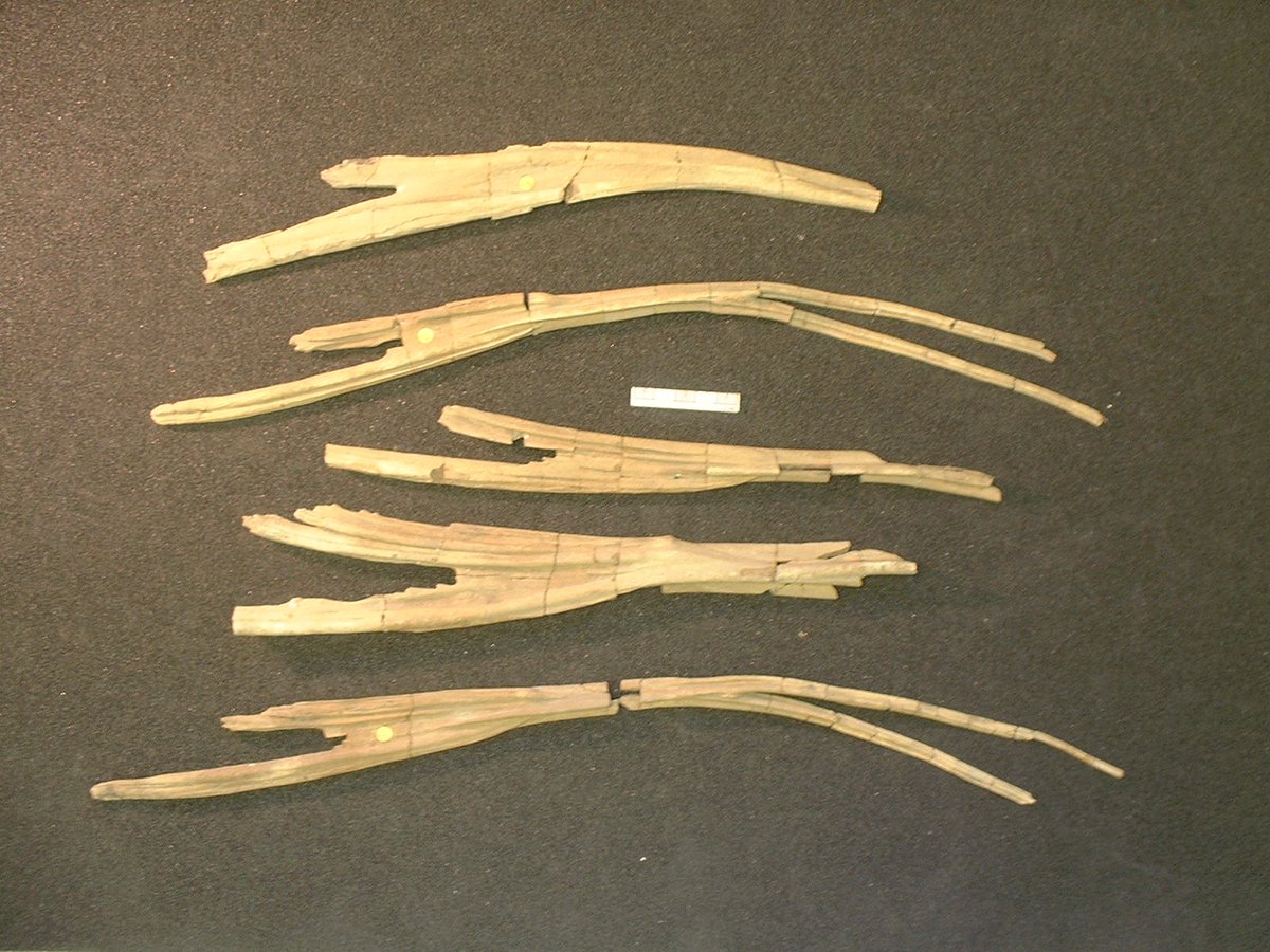 BdfJjl's tweet image. As it is #DigitWeek here, I'm taking a break from wrestling with fin shapes on #FossilFriday to show these lovely bones from Leedsichthys - free-floating with no articulations at either end, fimbria-like (possibly actinotrichial) at fin-tips... fish fingers, if you will.