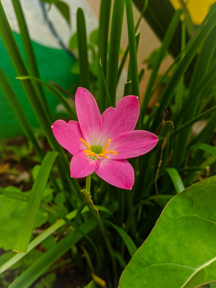 Mi__Nikhil's tweet photo. When Beauty of nature and technology meets together ๐๐ . (Without any external lens)
Shot on @madebygoogle @Google
@GoogleMobile @googlemaps #trampixel #googlepixel3xl @Googlelndia #saveearth #google #GoogleMaps #mobilephotography #googlepixel #shotonphone https://t.co/xovtcyWPFW