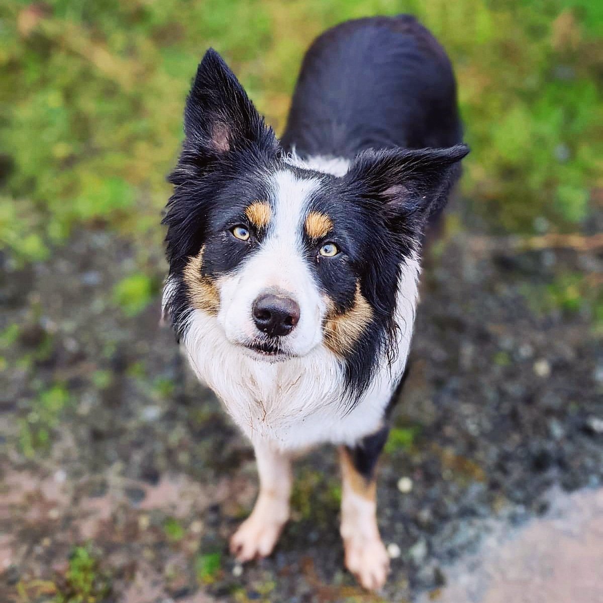 Friday Will Fun 😘🧡🐶🐾
#dansdogdaycare #will #collie #walkies #collielove  #bordercolliepuppies #Friday #fridayfeeling #bordercollie #friyay #dog #dogs #puppy #colliecross  #colliepuppy #collielife #colliesofficial #doggo #doglife #colliecountry #collies #bordercolliesrock