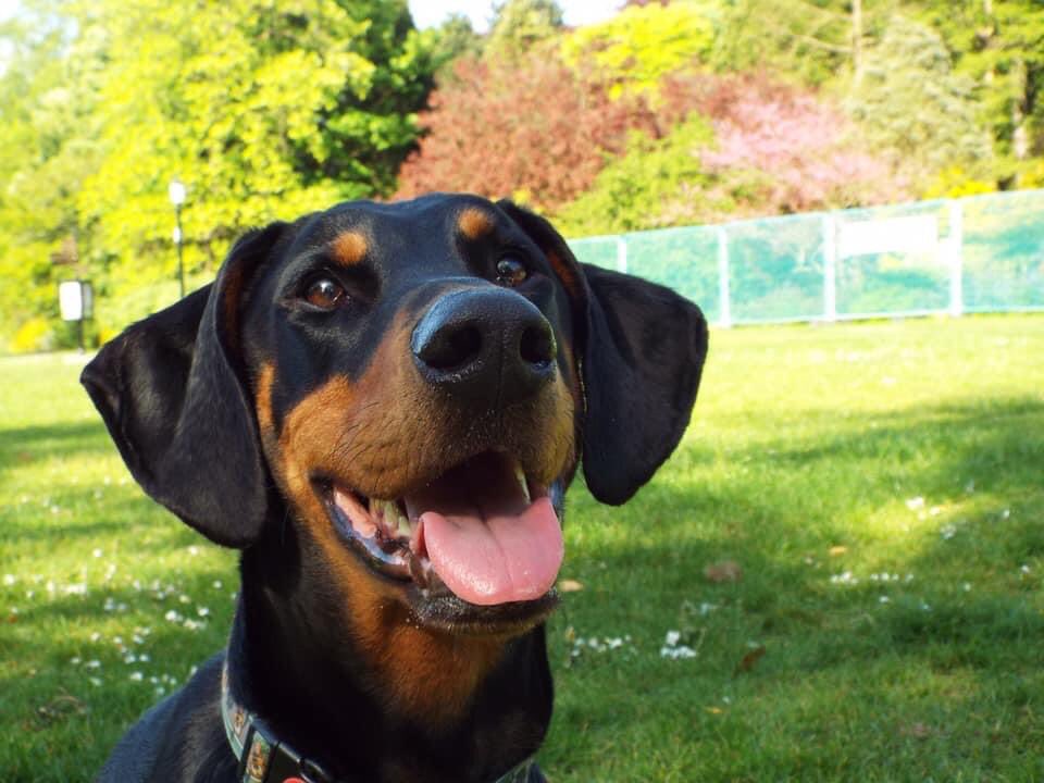 HGS6thForm's tweet photo. Yesterday’s Photo Challenge word was ‘memory’. We adore this picture of the late Randall, what a handsome boy he was (and a great name too!) 📸 🐶 #SixthFormWellbeing https://t.co/4ouO6nSfvR