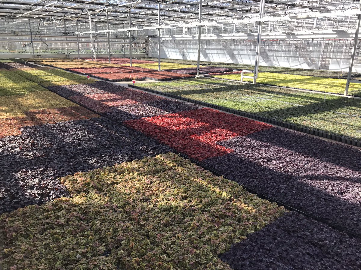 Heuchera anyone?? Here is just a taste of our Heuchera starts! Rainbow of foliage!