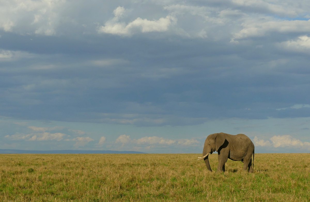 "The only man I envy is the man who has not yet been to Africa; for he has so much to look forward to." - R. Mullin