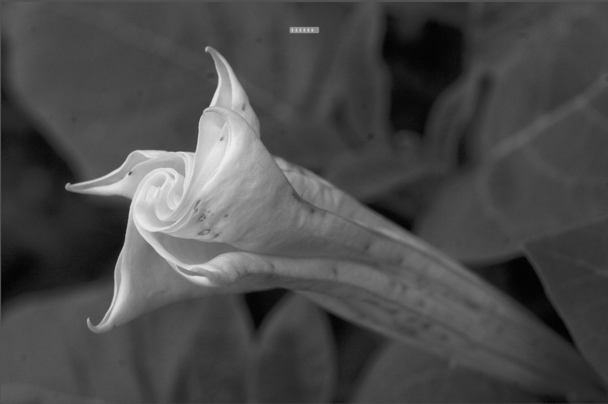 Compare these. (each of the following pairs is the contrast adjusted images, and a bit of color filtering.