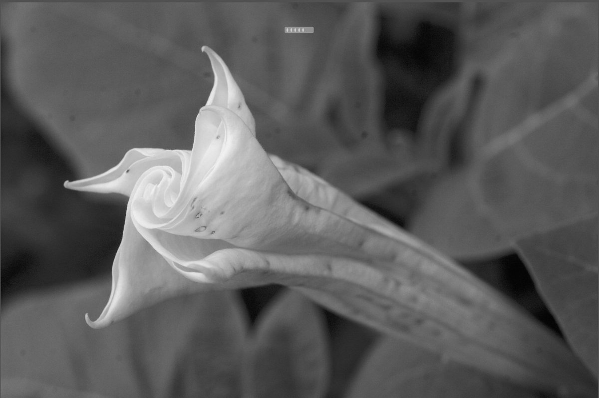 Compare these. (each of the following pairs is the contrast adjusted images, and a bit of color filtering.