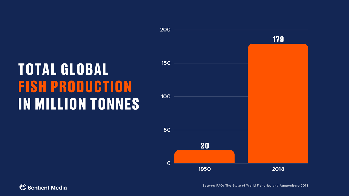 Humans kill an estimated 1 trillion wild-caught  #fish each year despite growing evidence that fish feel pain."If we accept fish experience pain, then this has important implications for how we treat them," says  @LynneUSneddon of  @LivUni.  @JessLReid 2/16 https://sentientmedia.org/we-now-know-fish-feel-pain-why-continue-harming-them-in-the-billions/