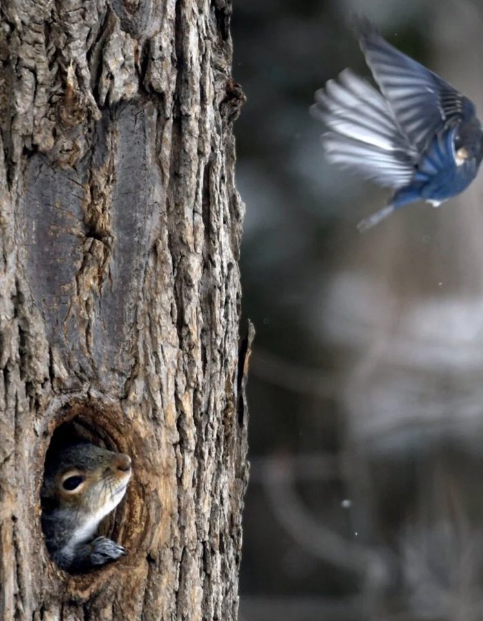 This photo of mine was featured in @KJ_Online and @OnlineSentinel's week in photos. 

The bird seen flying away was exploring the cavity of the tree, which disturbed this red squirrel Thursday in Hallowell. 

centralmaine.com/2021/01/29/wee…