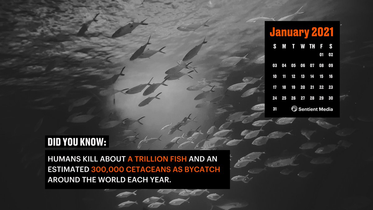 Fish are among the most exploited and least protected animals on Earth.Help us create transparency around the experience of  #fish and other  #aquatic animals by downloading one of our fish-themed desktop calendar wallpapers for January 2021. 15/16