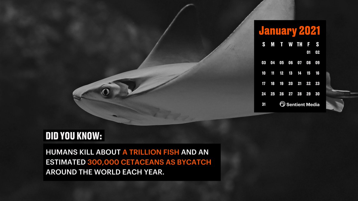Fish are among the most exploited and least protected animals on Earth.Help us create transparency around the experience of  #fish and other  #aquatic animals by downloading one of our fish-themed desktop calendar wallpapers for January 2021. 15/16
